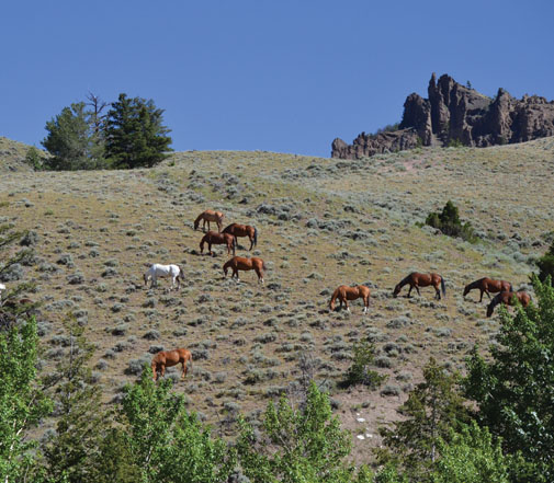 Horses