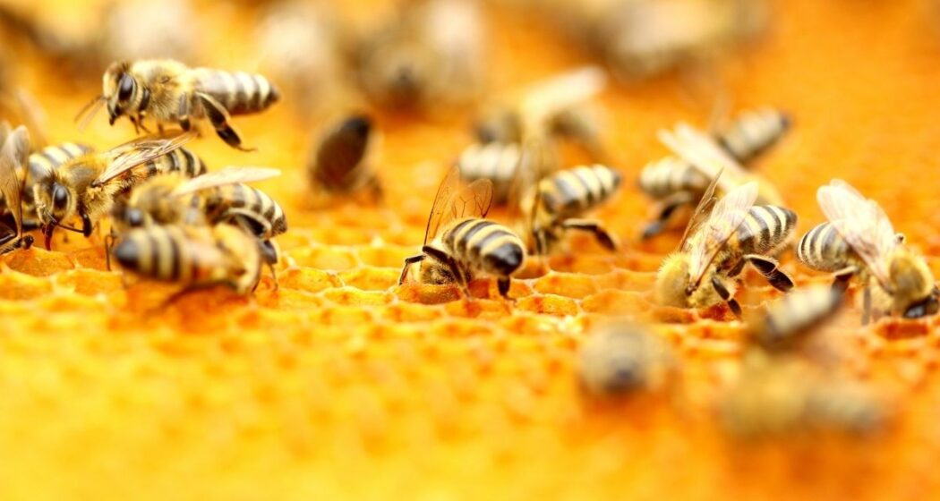 Bees