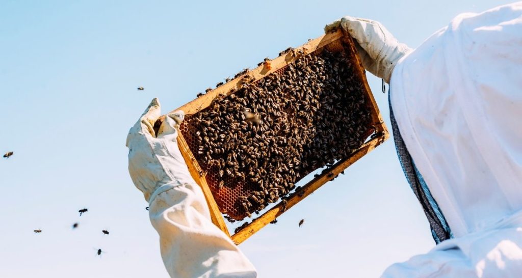 CKP Bees