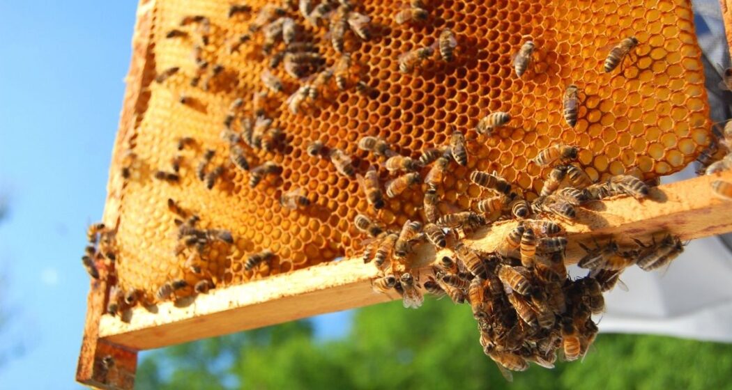 Agriculture 101: Beekeeping for Beginners