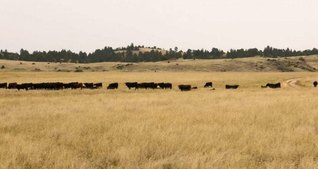 Agriculture 101: What is Rangeland, Pasture, and Forage Insurance?
