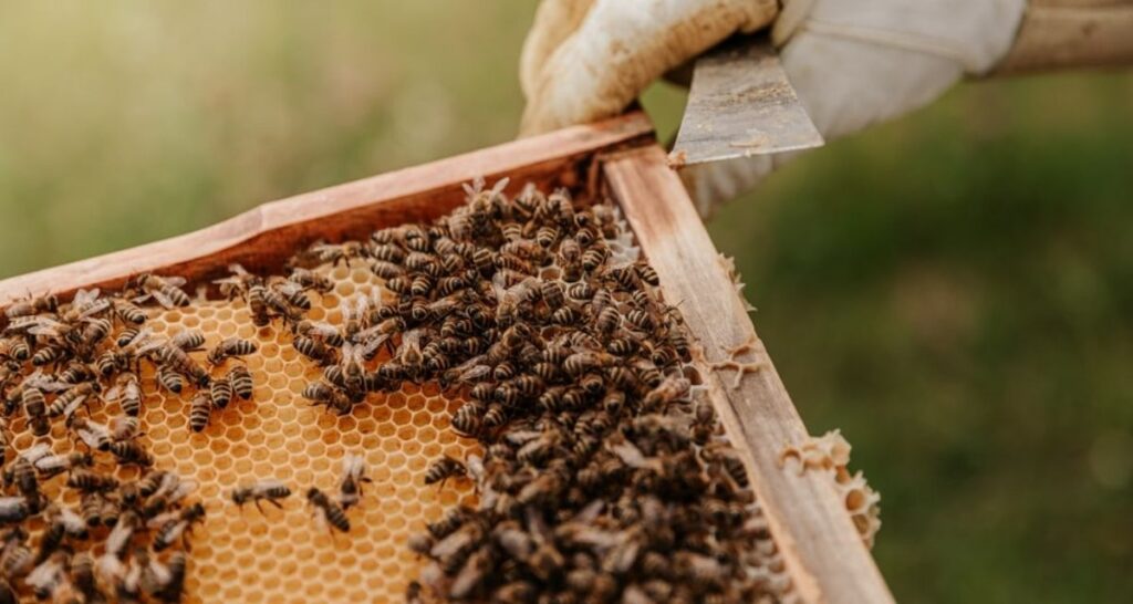 Bees