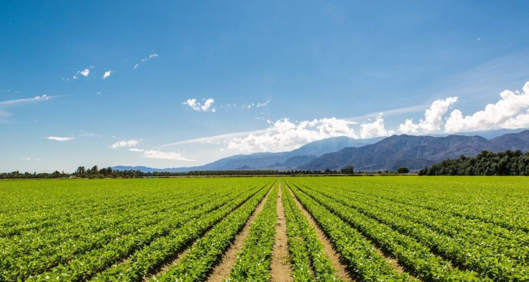 Farmland in America