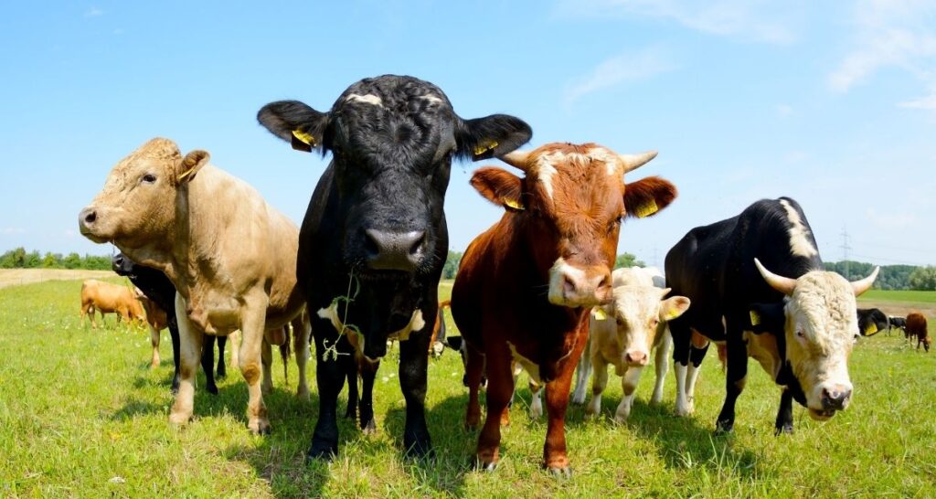 Cows grazing in the field