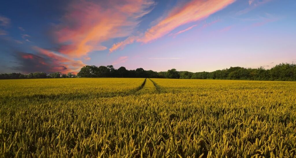 Farming Land at Sunset