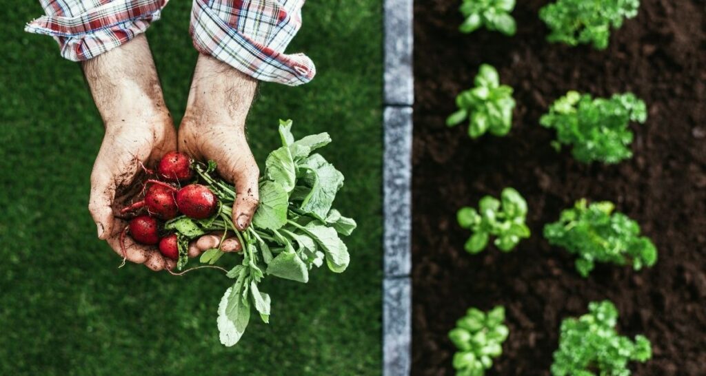 Farmer holding Radishes