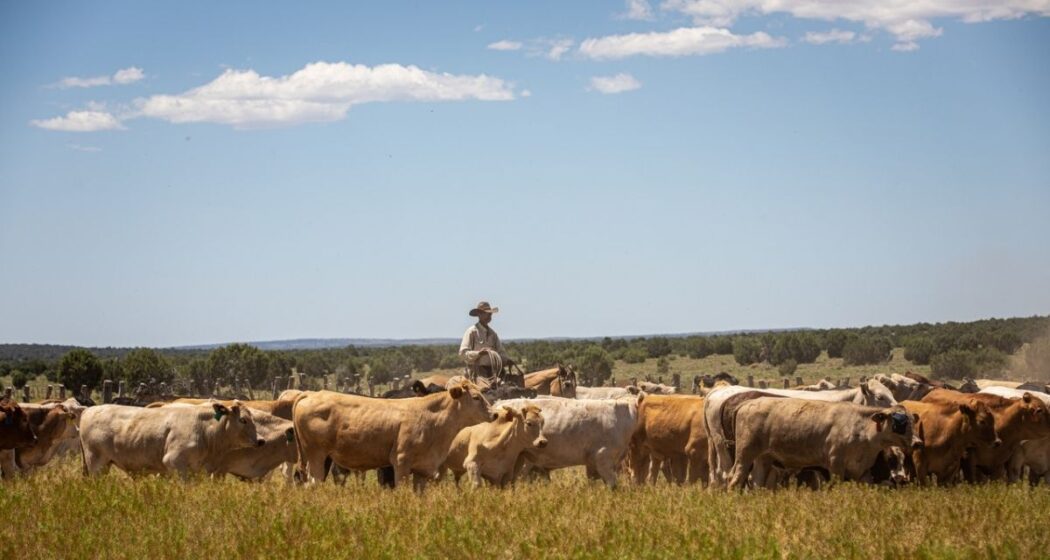 Diamond A Ranch: Arizona’s Largest Working Cattle Ranch
