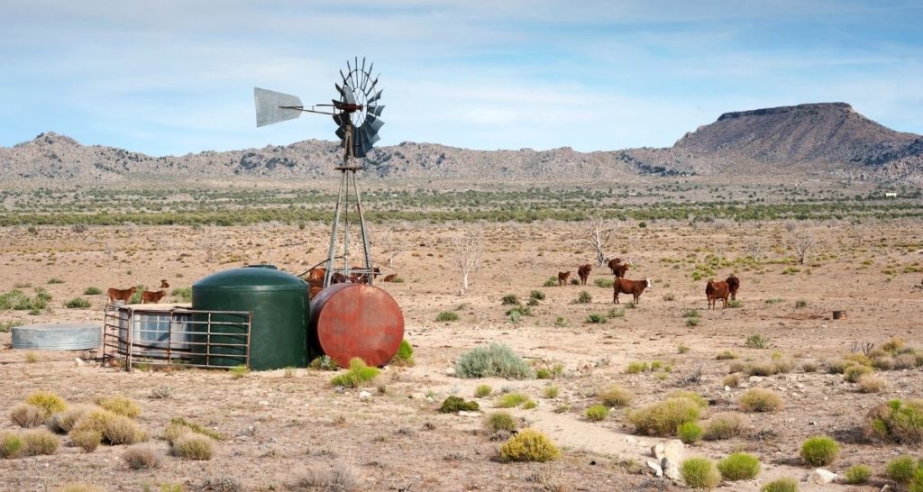 Navajo Cattle