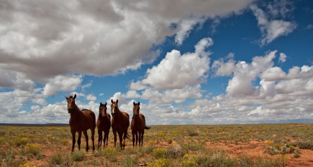 Horses roaming the Navajo Nation