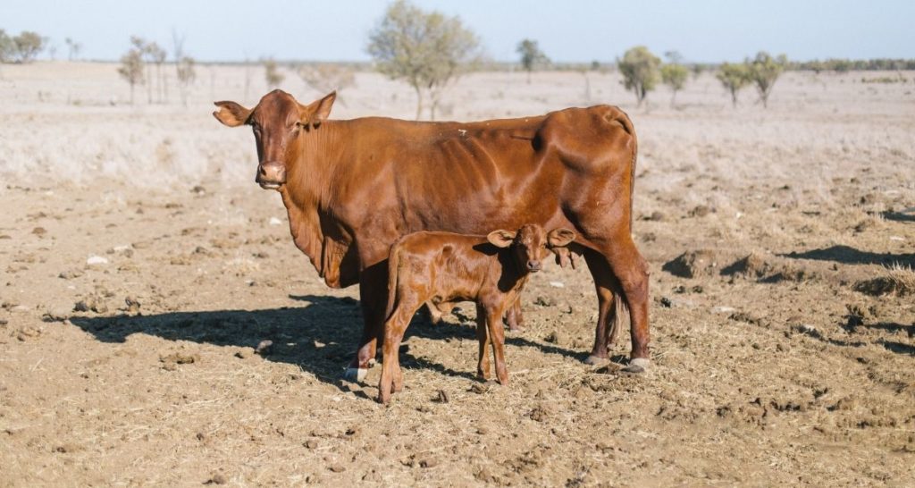 Cattle suffering drought