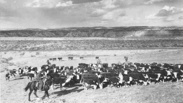 Cowboys and cattle on the range circa 1920