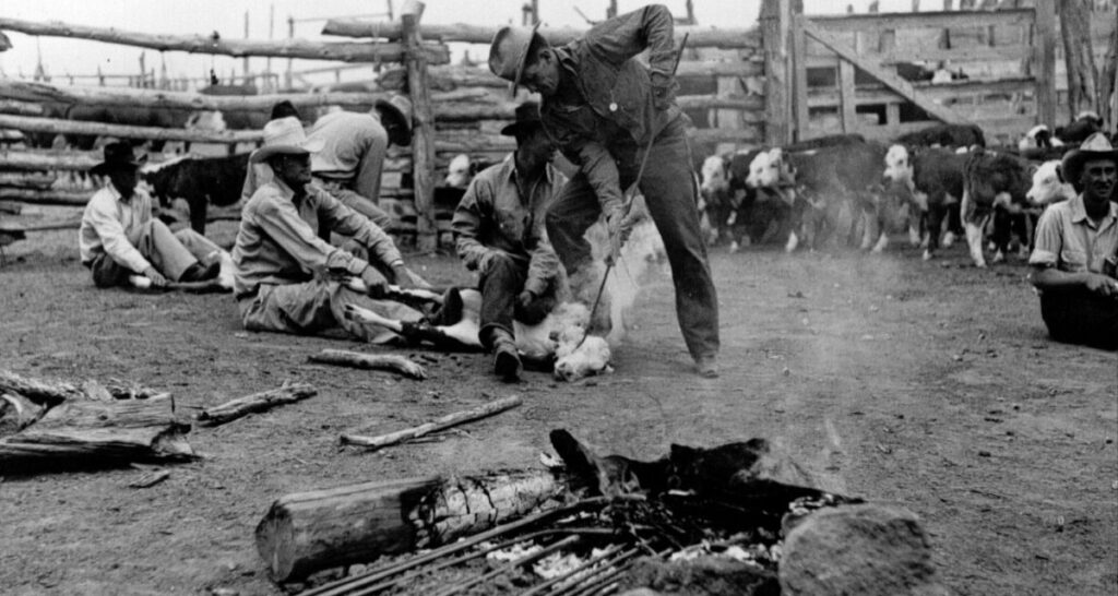 Cowboys working the ranch in the 1800's
