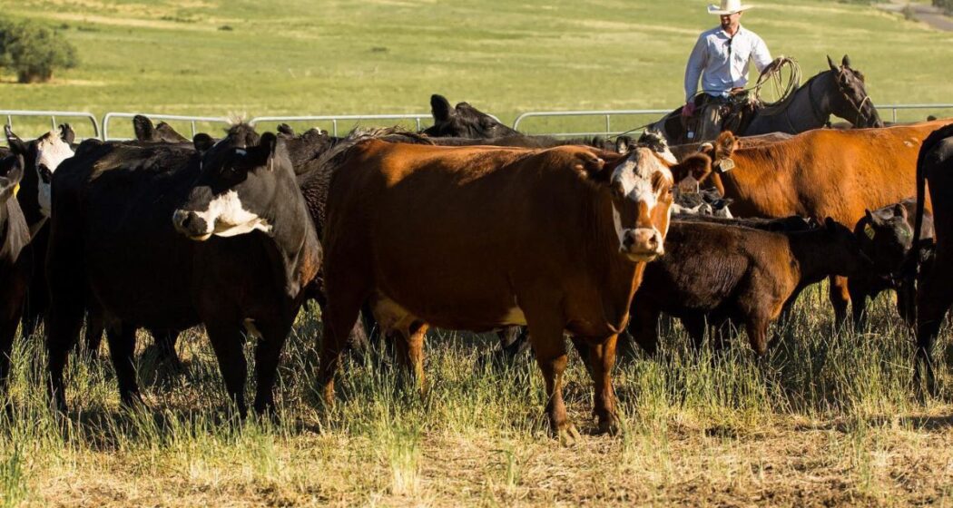 PNW Beef is Creating Sustainable Beef for the Future