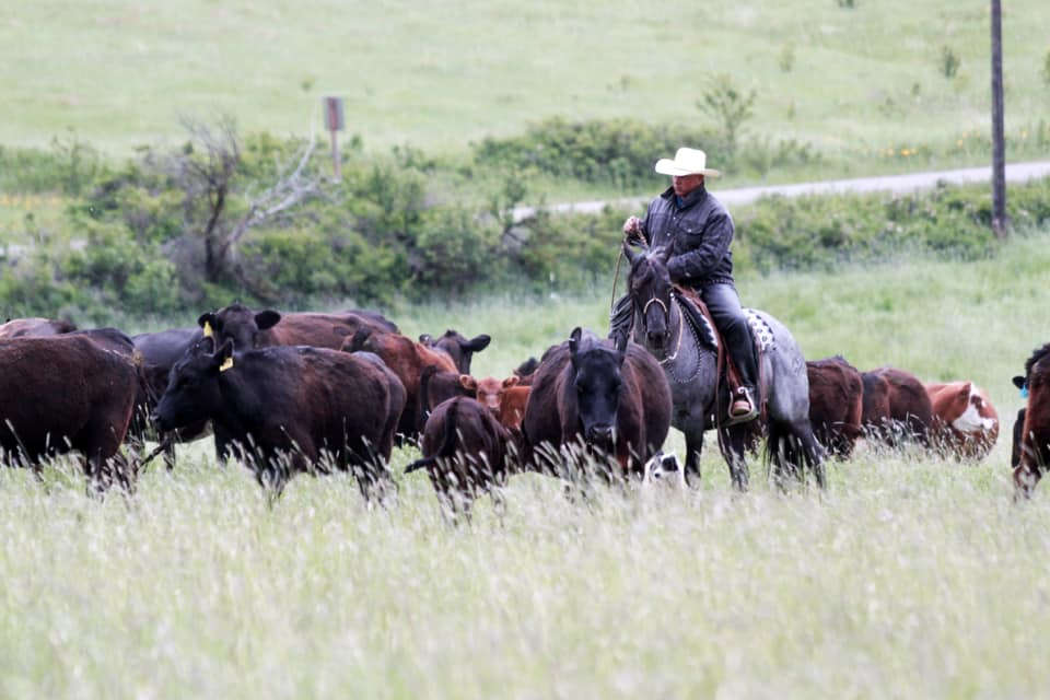 Cowboy herding cattle