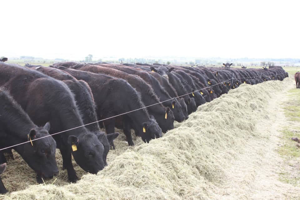 Cattle Feeding hay