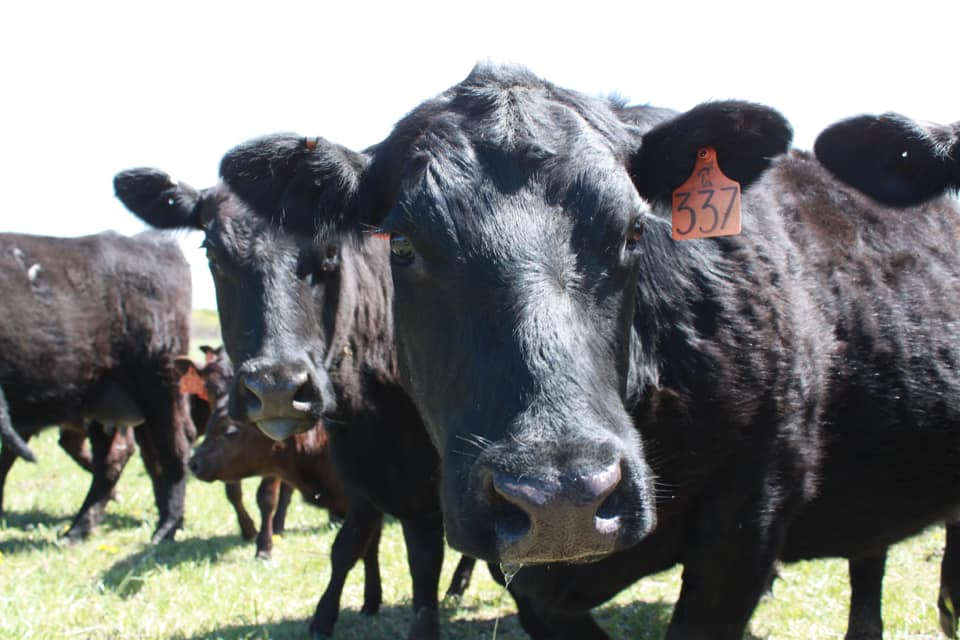 Closeup of cattle