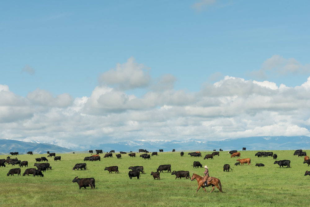 Montana Cattle