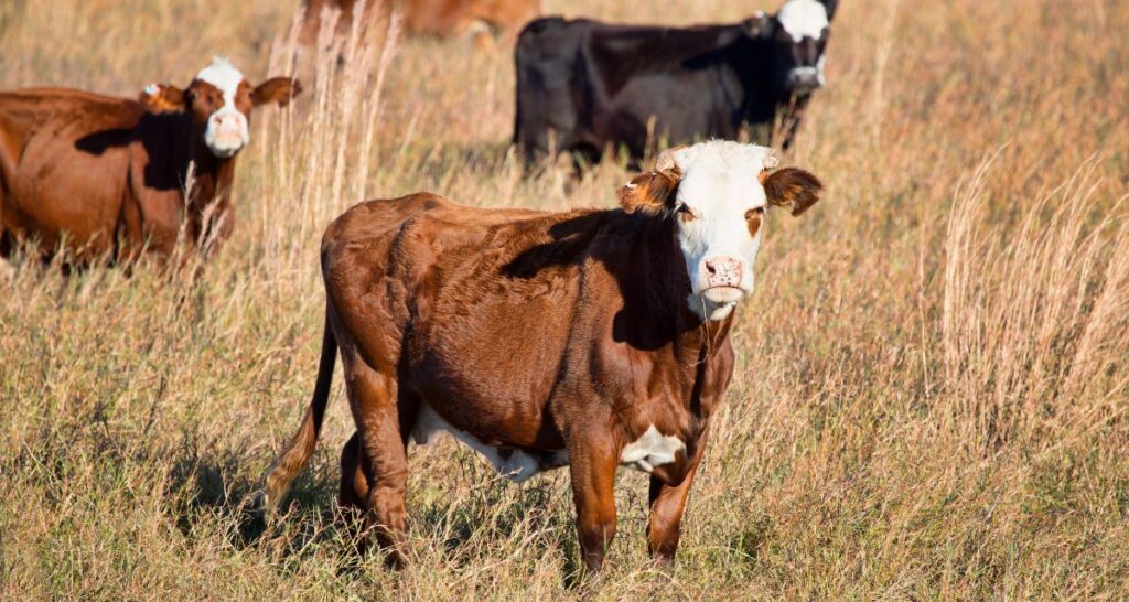 5 Benefits of Pasture, Rangeland, and Forage Insurance