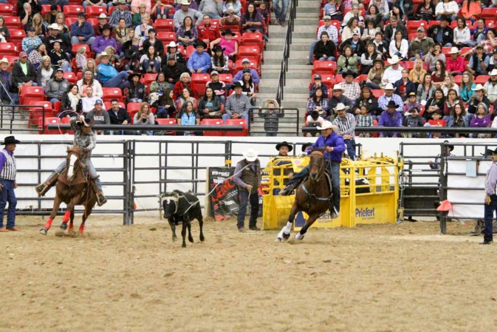 Cowboy roping steer