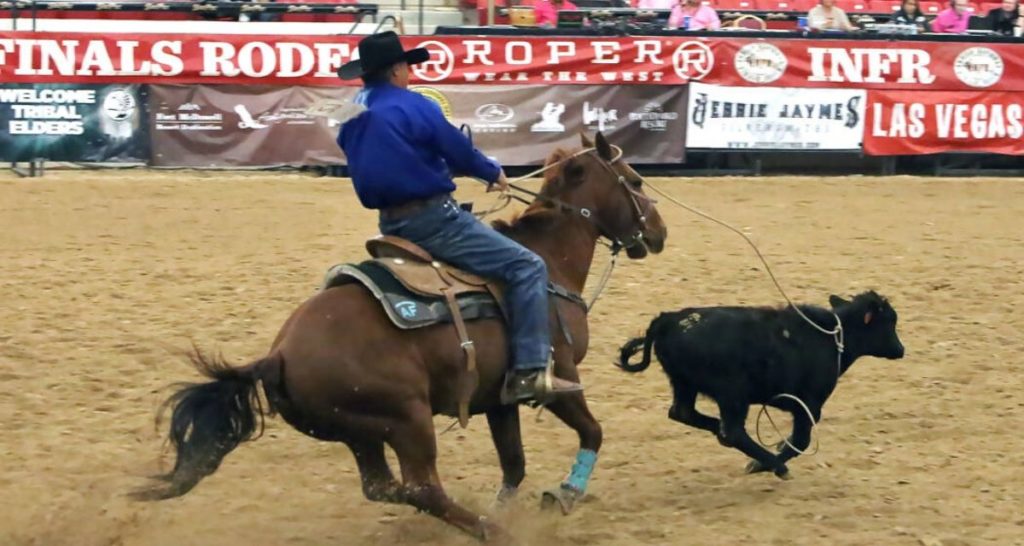 Cowboy roping steer