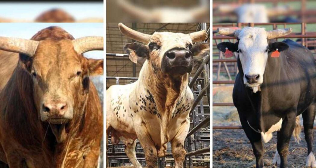 Berger Bucking Bulls Most Legendary Bucking Bulls