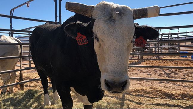 Pearl Harbor the bucking bull